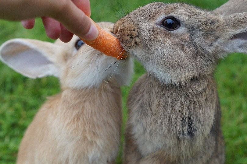 rabbit eating