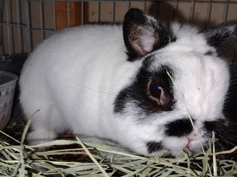 rabbit eating timothy hay from small pet select