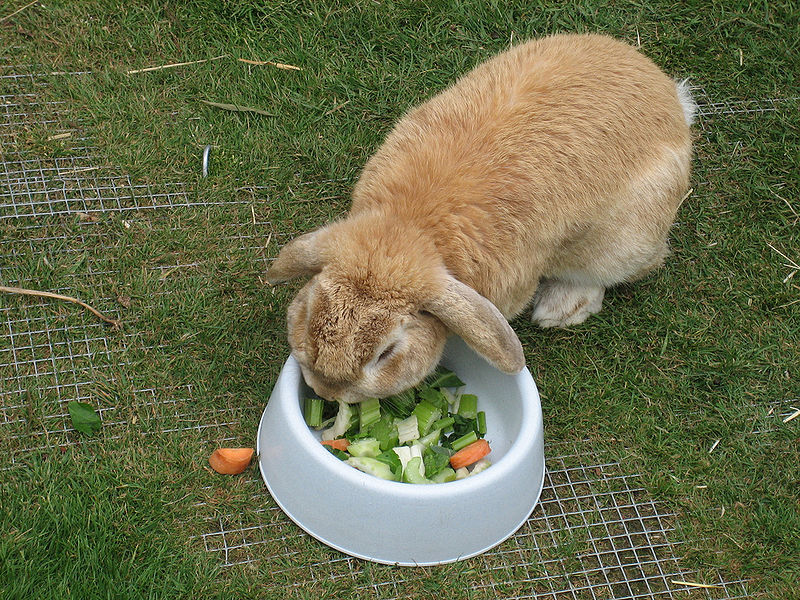 rabbit eating vegetables