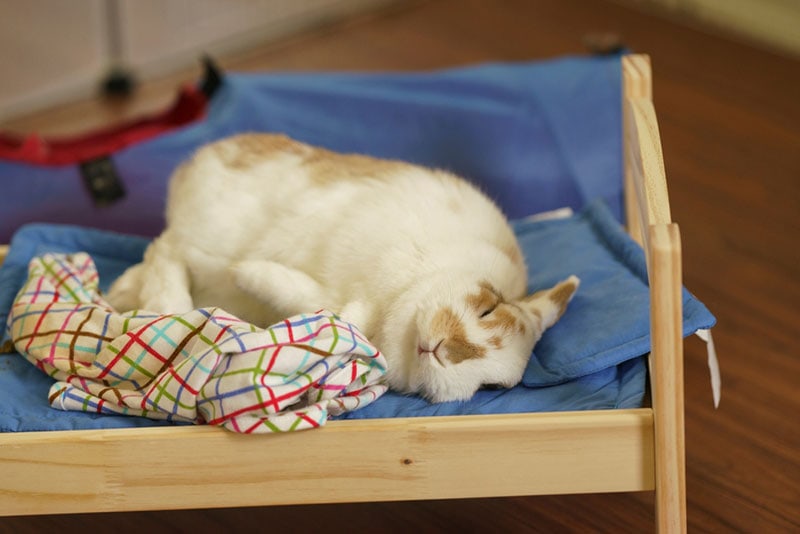 rabbit flopping on its bed