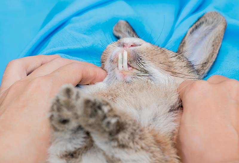 rabbit getting teeth examined by veterinarian