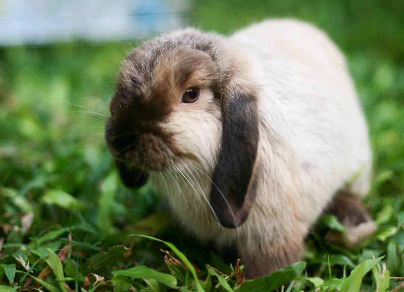 rabbit holland lop