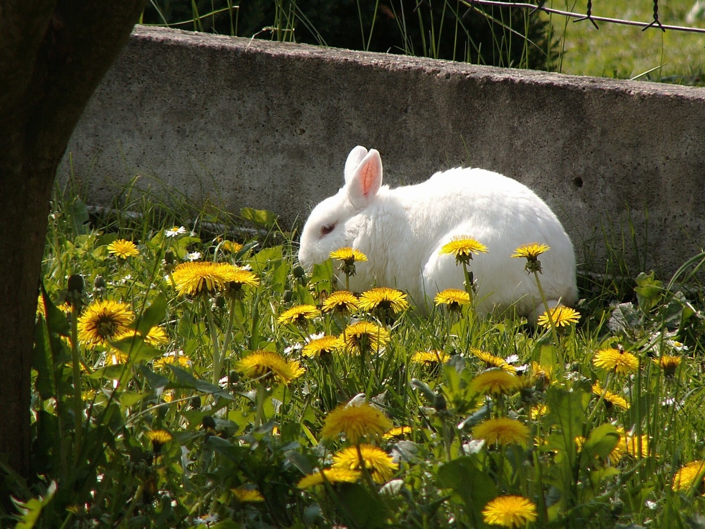 rabbit in dandelions