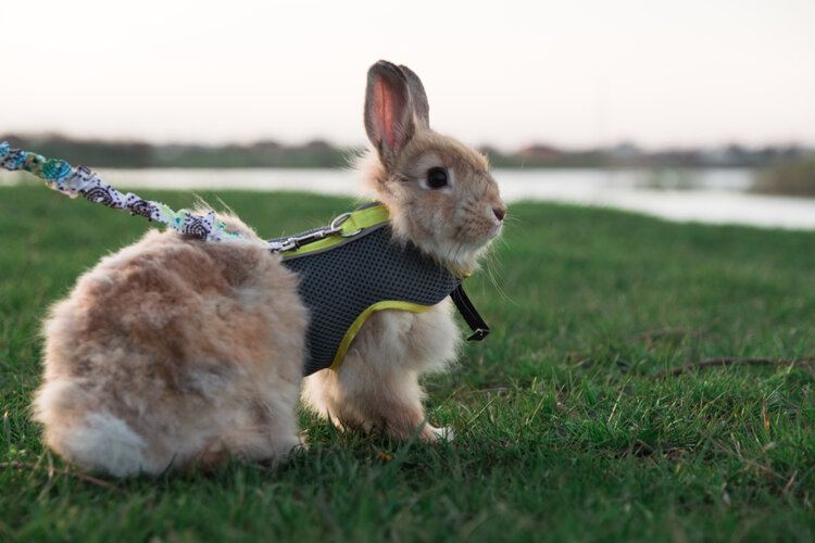 rabbit in harness