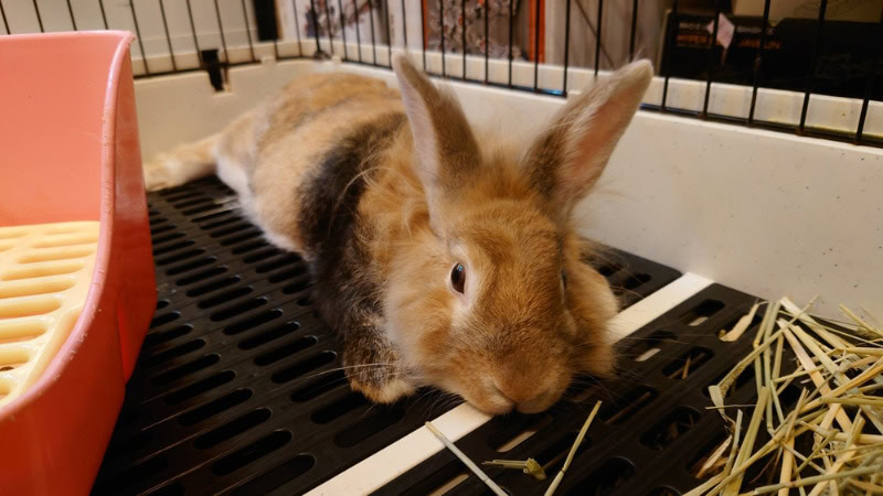 rabbit lying down in its cage