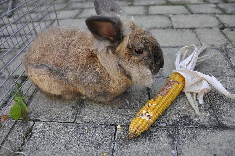 rabbit not eating corn