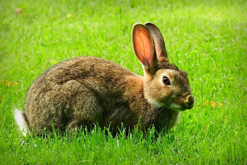 rabbit on grass