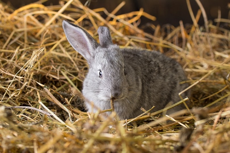 rabbit on hay