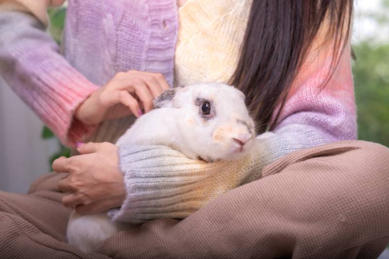 rabbit on human lap with love touching and caring