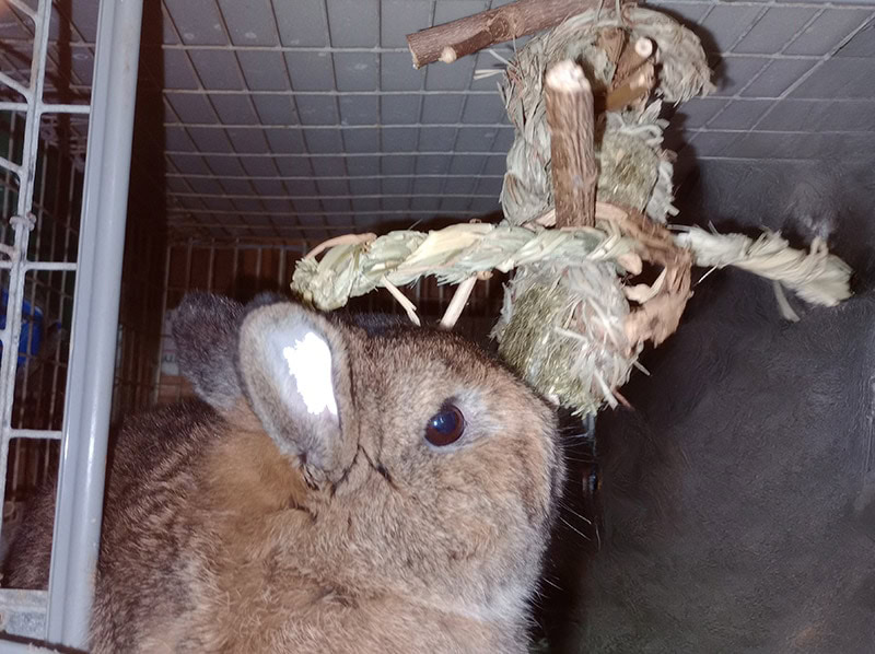 rabbit playing hay and twig mobiles from small pet select