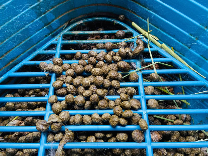 rabbit poop in litter box
