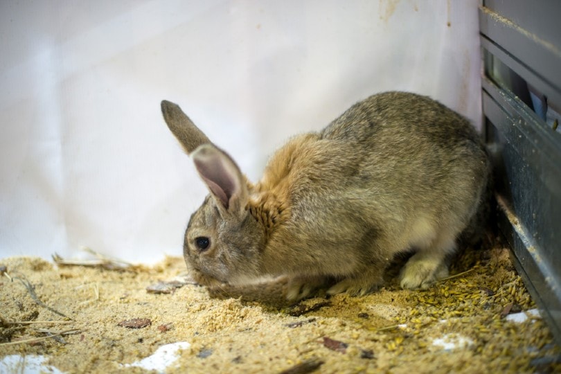 rabbit sitting on a litter
