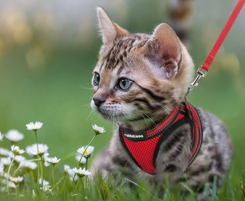 rabbitgoo Cat Harness and Leash Set