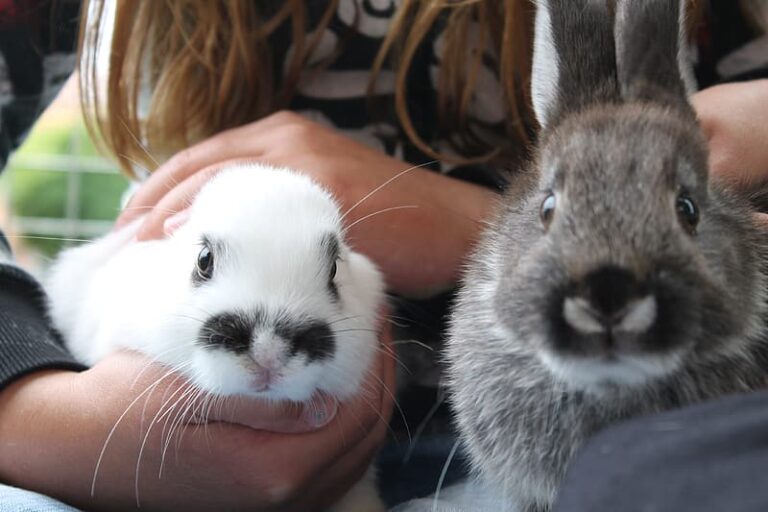 How Intelligent Are Pet Rabbits? Vet-Verified Facts & FAQ | The Vet Desk