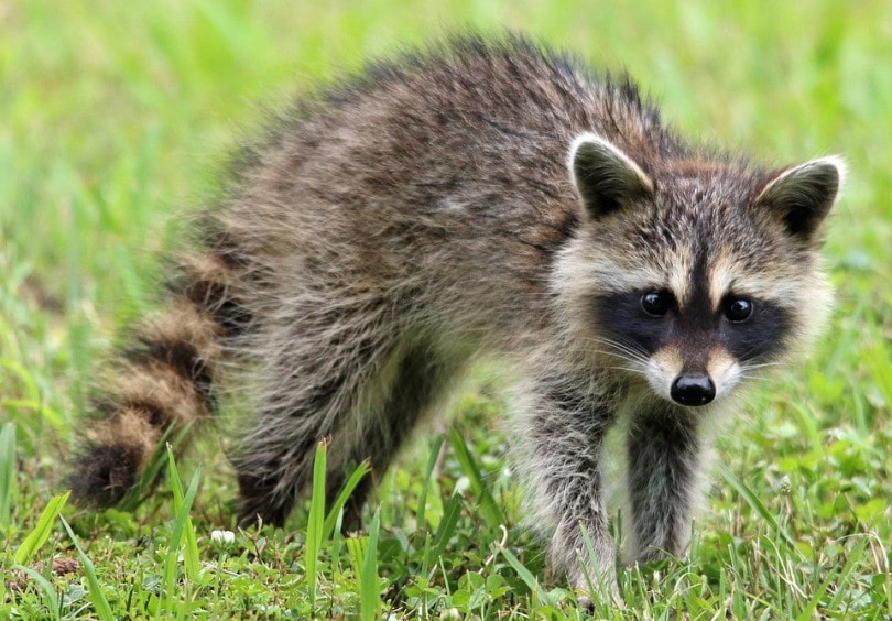 raccoon featured