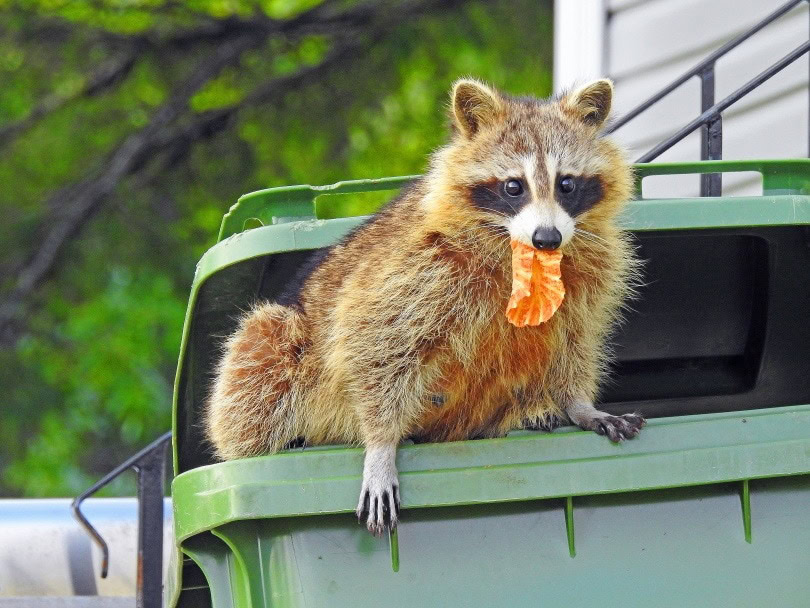 raccoon garbage,Magalie St-Hilaire poulin, Shutterstock