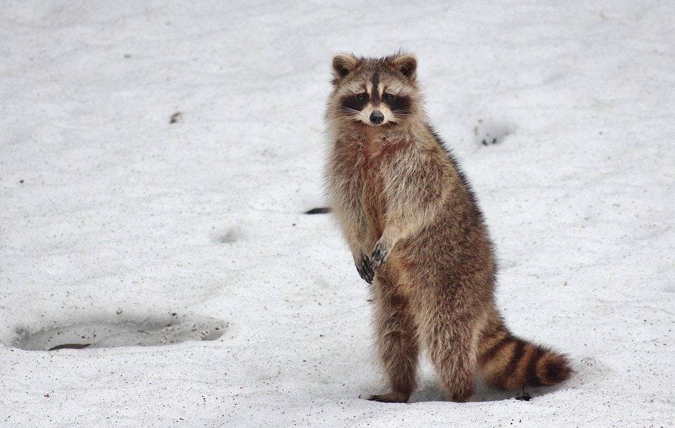 racoon standing