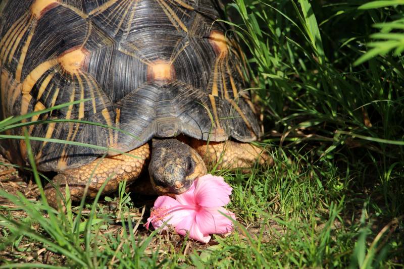 radiated tortoise eating flower