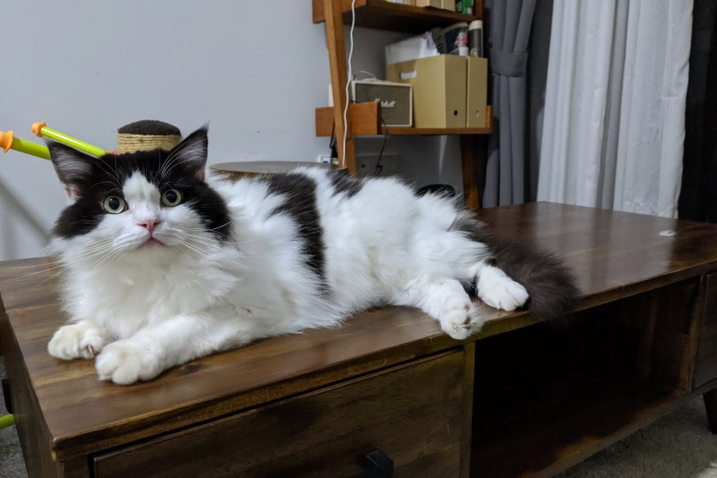 ragamuffin cat lying on the table