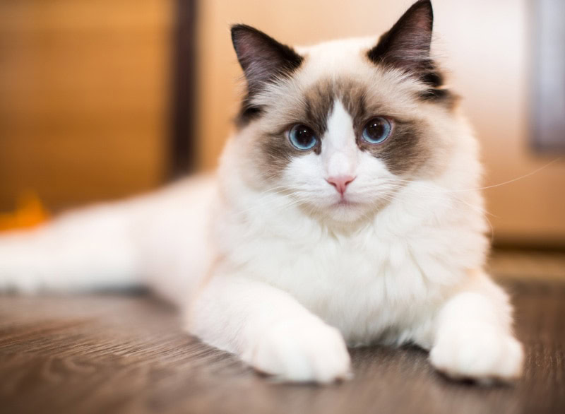 ragdoll cat lying on the floor