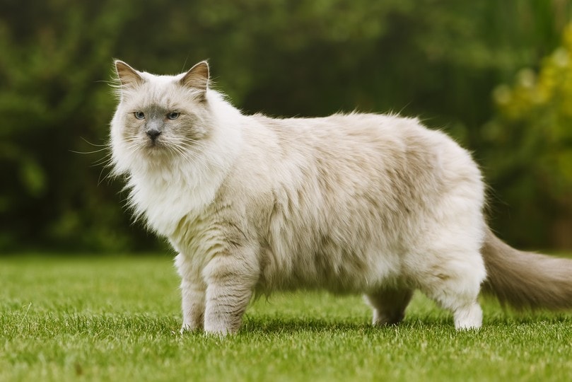 ragdoll cat outdoors