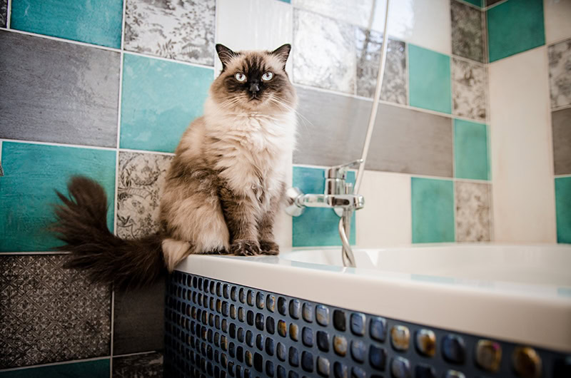 Ragdoll cat sitting at the edge of the bathtub