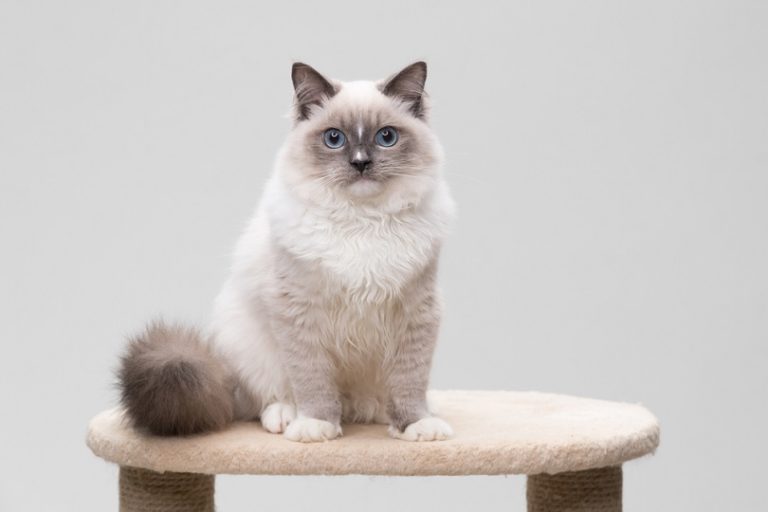 ragdoll-cat-sitting-on-a-climbing-frame_izmargad_Shutterstock