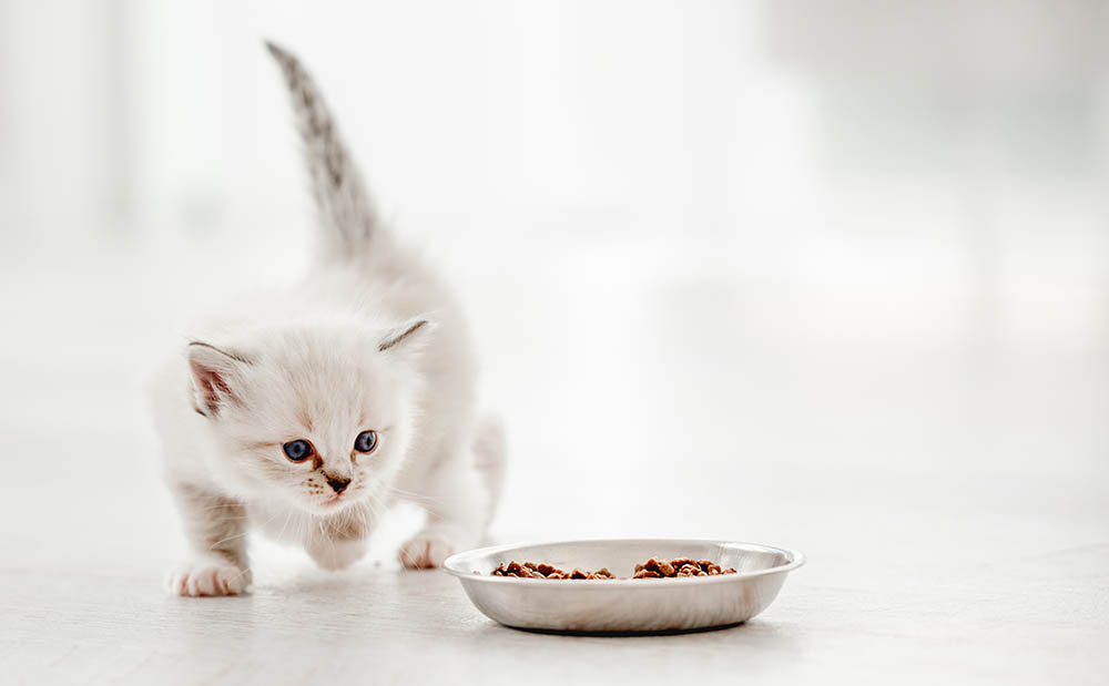 ragdoll kitten walking towards its food