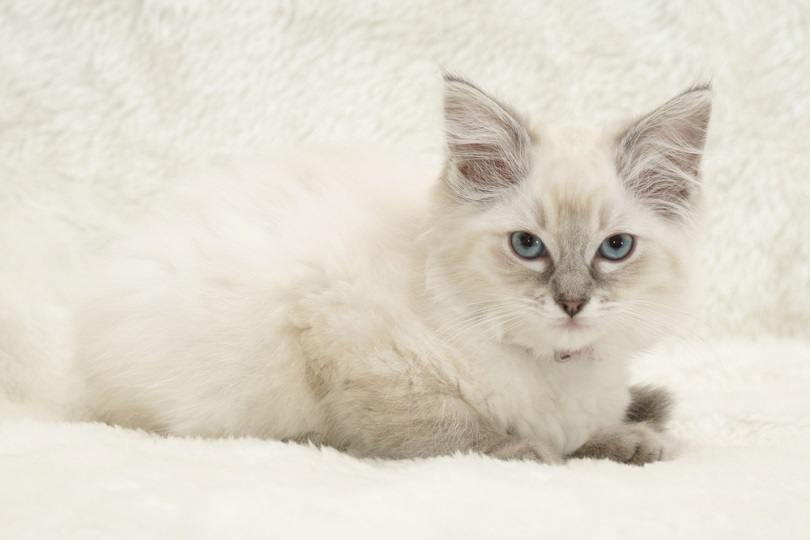 ragdoll kitten