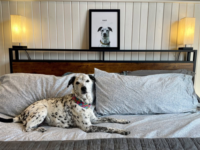 ragz lying on the bed with her crown & paw pet portrait at the back