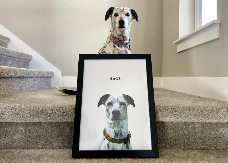 ragz sitting behind her portrait from crown & paw pet portrait