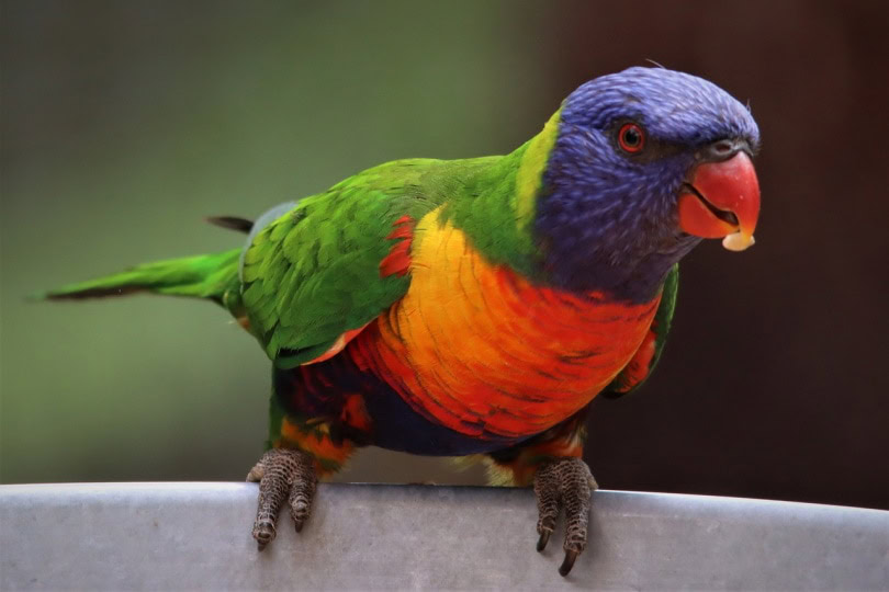 rainbow lorikeet eating from feeder