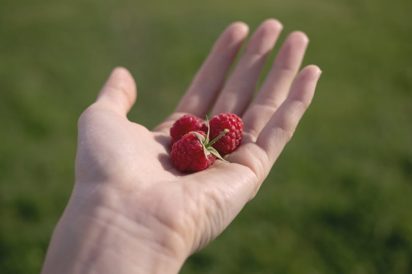 raspberries in mans hand