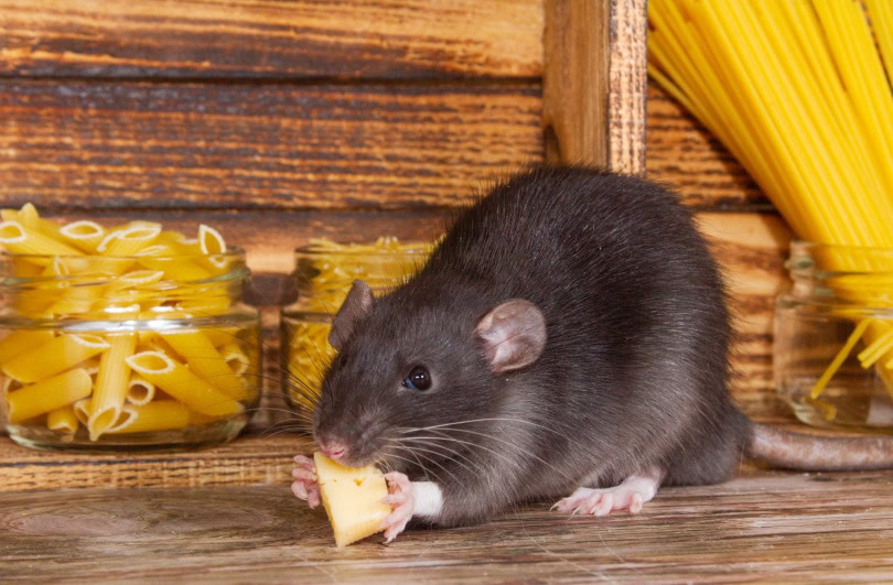 rat eating cheese