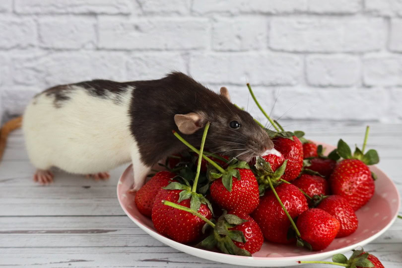 rat eating strawberries