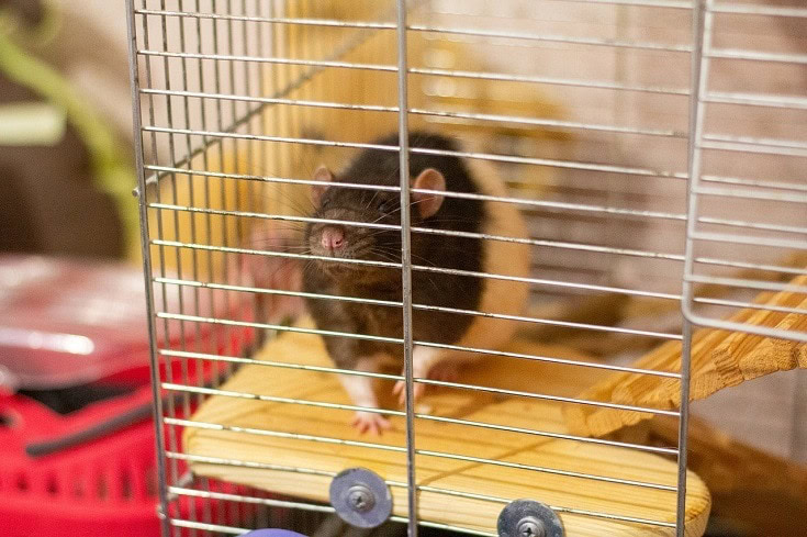 rat in cage