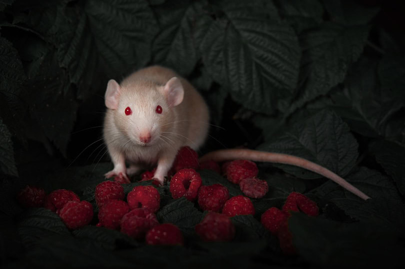 rat sits on raspberries