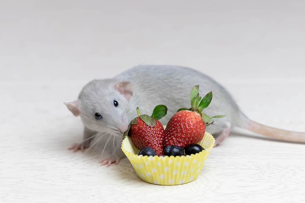 rat sniffing strawberries and blueberries