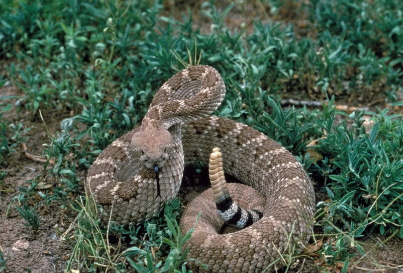 rattle snake
