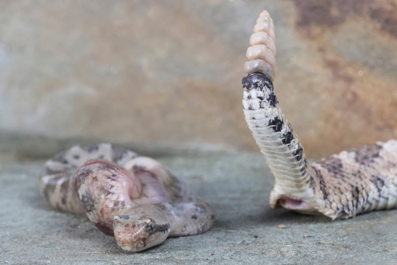 rattlesnake baby