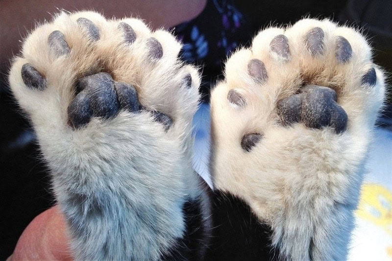 rear feet of a polydactyl cat