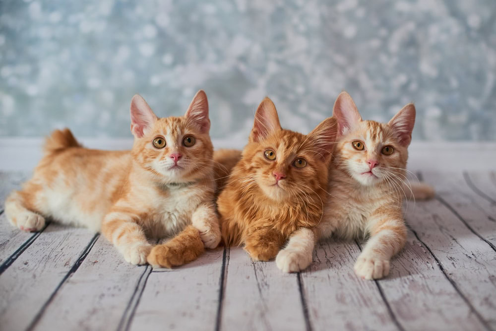red american bobtail kittens