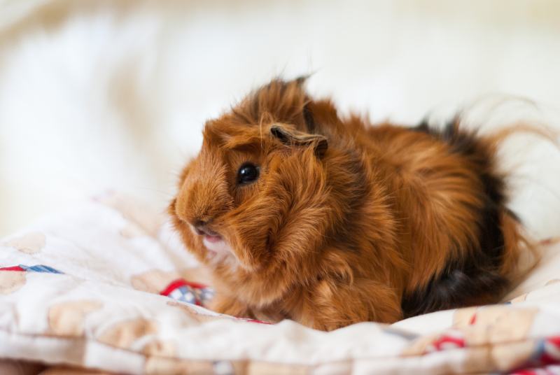red and black Peruvian guinea pig breed