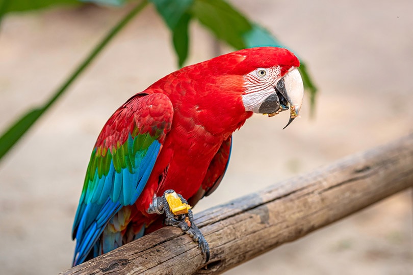 red and green macaw perched on a fence munching food