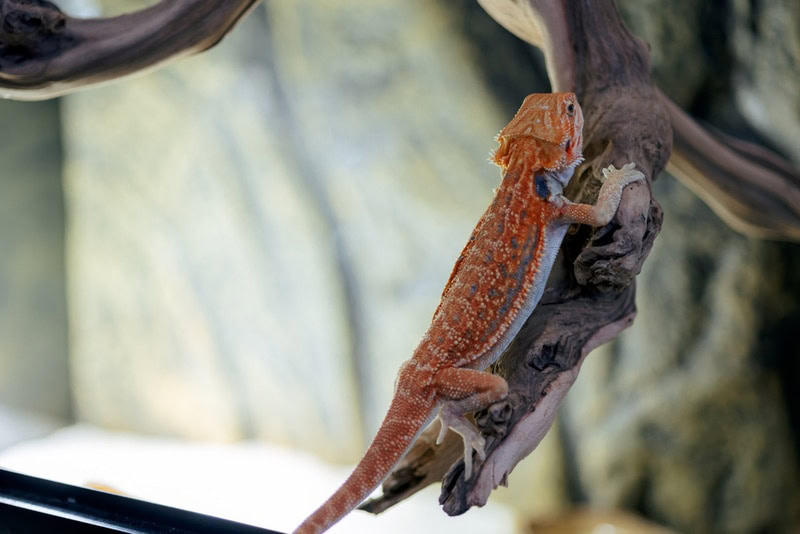red bearded dragon
