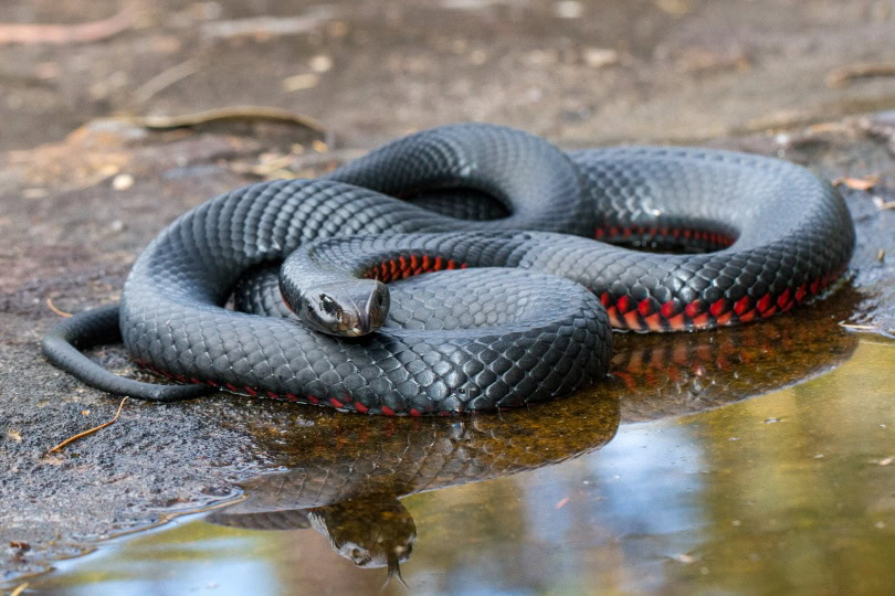 red bellied black snake