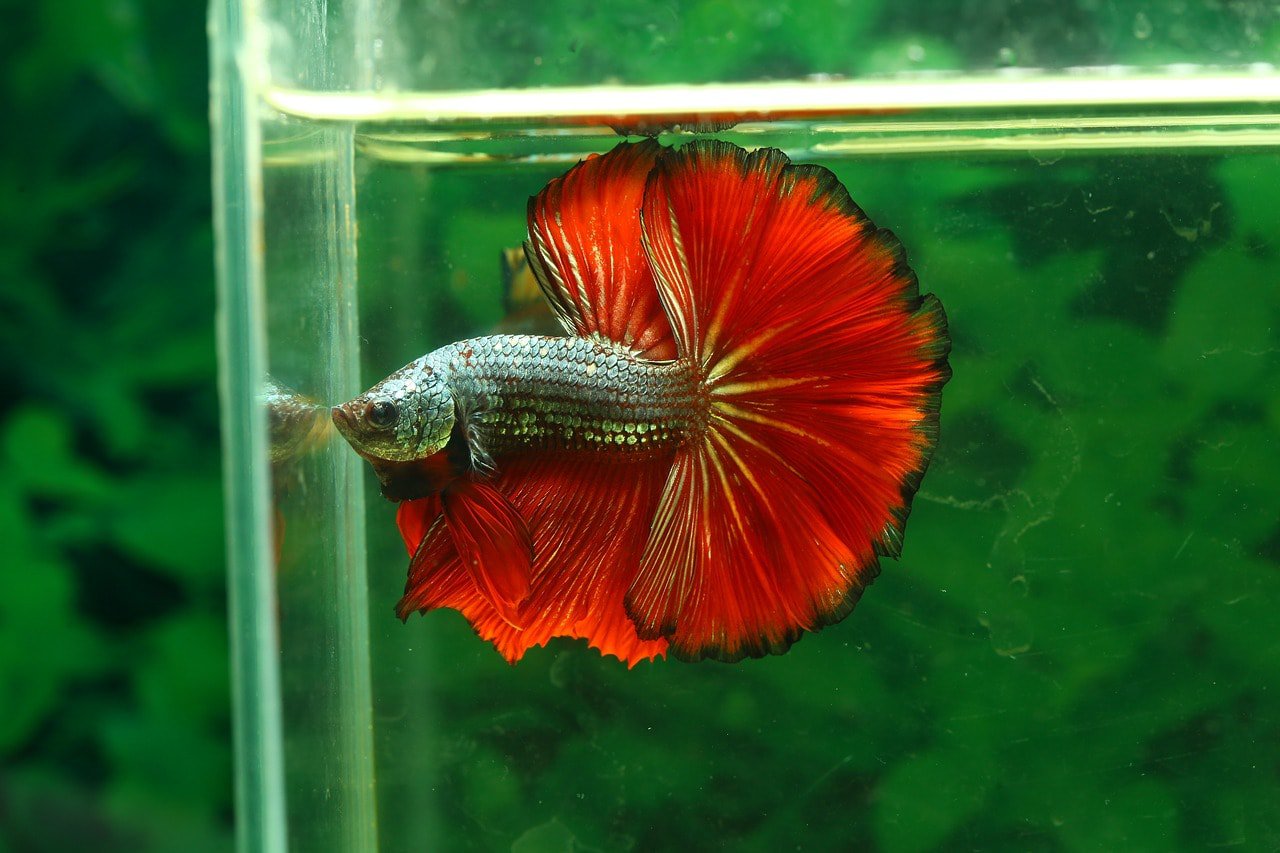red betta fish