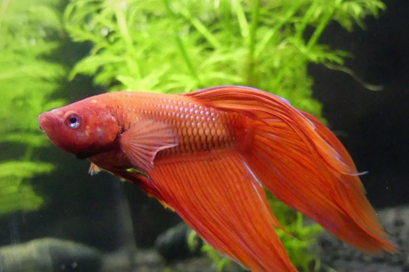 red betta fish_Pixabay