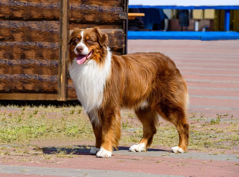 red border collie_volofin, Shutterstock
