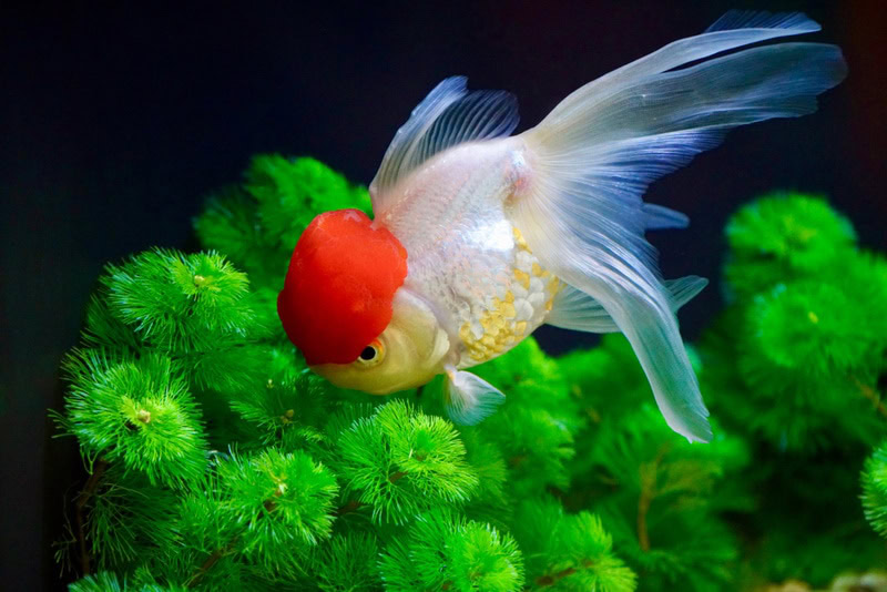 red cap oranda goldfish